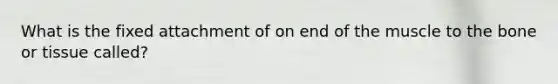 What is the fixed attachment of on end of the muscle to the bone or tissue called?