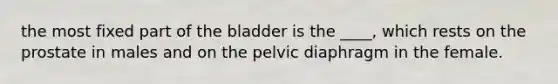 the most fixed part of the bladder is the ____, which rests on the prostate in males and on the pelvic diaphragm in the female.