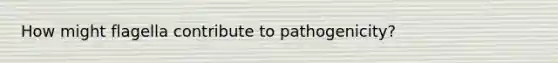 How might flagella contribute to pathogenicity?