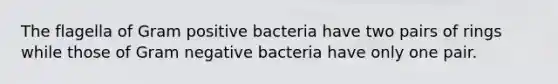 The flagella of Gram positive bacteria have two pairs of rings while those of Gram negative bacteria have only one pair.