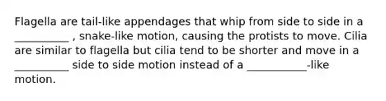 Flagella are tail-like appendages that whip from side to side in a __________ , snake-like motion, causing the protists to move. Cilia are similar to flagella but cilia tend to be shorter and move in a __________ side to side motion instead of a ___________-like motion.