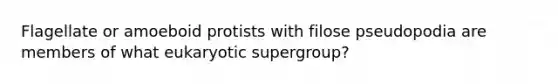 Flagellate or amoeboid protists with filose pseudopodia are members of what eukaryotic supergroup?