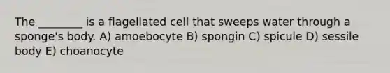 The ________ is a flagellated cell that sweeps water through a sponge's body. A) amoebocyte B) spongin C) spicule D) sessile body E) choanocyte