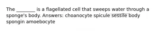 The ________ is a flagellated cell that sweeps water through a sponge's body. Answers: choanocyte spicule sessile body spongin amoebocyte