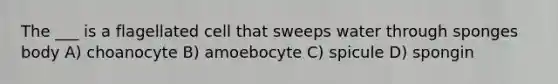 The ___ is a flagellated cell that sweeps water through sponges body A) choanocyte B) amoebocyte C) spicule D) spongin