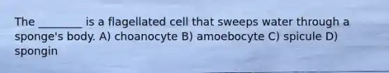 The ________ is a flagellated cell that sweeps water through a sponge's body. A) choanocyte B) amoebocyte C) spicule D) spongin