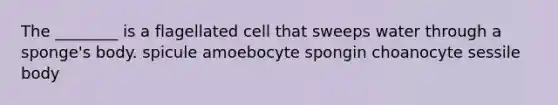 The ________ is a flagellated cell that sweeps water through a sponge's body. spicule amoebocyte spongin choanocyte sessile body