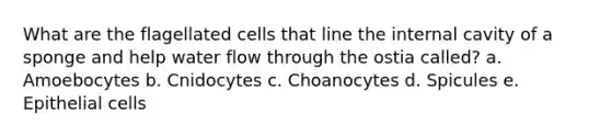 What are the flagellated cells that line the internal cavity of a sponge and help water flow through the ostia called? a. Amoebocytes b. Cnidocytes c. Choanocytes d. Spicules e. Epithelial cells