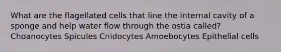 What are the flagellated cells that line the internal cavity of a sponge and help water flow through the ostia called? Choanocytes Spicules Cnidocytes Amoebocytes Epithelial cells