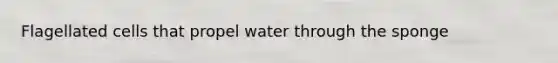 Flagellated cells that propel water through the sponge