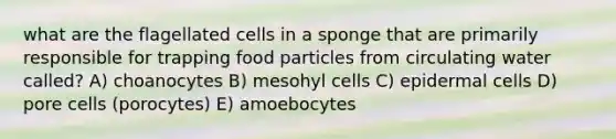 what are the flagellated cells in a sponge that are primarily responsible for trapping food particles from circulating water called? A) choanocytes B) mesohyl cells C) epidermal cells D) pore cells (porocytes) E) amoebocytes