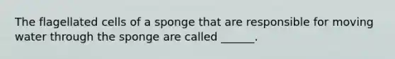 The flagellated cells of a sponge that are responsible for moving water through the sponge are called ______.
