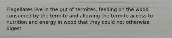 Flagellates live in the gut of termites, feeding on the wood consumed by the termite and allowing the termite access to nutrition and energy in wood that they could not otherwise digest