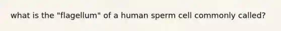 what is the "flagellum" of a human sperm cell commonly called?