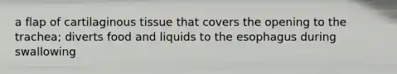 a flap of cartilaginous tissue that covers the opening to the trachea; diverts food and liquids to the esophagus during swallowing