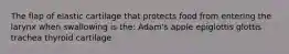 The flap of elastic cartilage that protects food from entering the larynx when swallowing is the: Adam's apple epiglottis glottis trachea thyroid cartilage