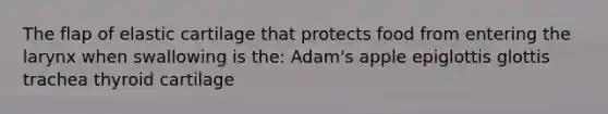 The flap of elastic cartilage that protects food from entering the larynx when swallowing is the: Adam's apple epiglottis glottis trachea thyroid cartilage