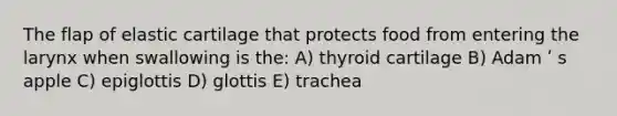 The flap of elastic cartilage that protects food from entering the larynx when swallowing is the: A) thyroid cartilage B) Adam ʹ s apple C) epiglottis D) glottis E) trachea