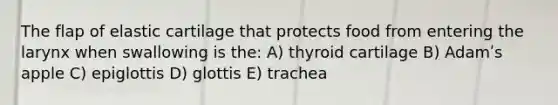 The flap of elastic cartilage that protects food from entering the larynx when swallowing is the: A) thyroid cartilage B) Adamʹs apple C) epiglottis D) glottis E) trachea