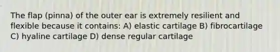 The flap (pinna) of the outer ear is extremely resilient and flexible because it contains: A) elastic cartilage B) fibrocartilage C) hyaline cartilage D) dense regular cartilage