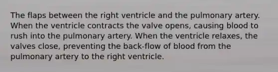 The flaps between the right ventricle and the pulmonary artery. When the ventricle contracts the valve opens, causing blood to rush into the pulmonary artery. When the ventricle relaxes, the valves close, preventing the back-flow of blood from the pulmonary artery to the right ventricle.