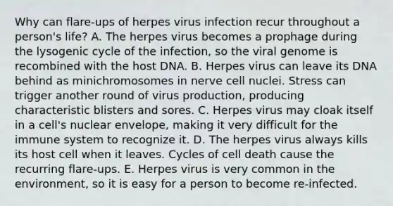 Why can flare-ups of herpes virus infection recur throughout a person's life? A. The herpes virus becomes a prophage during the lysogenic cycle of the infection, so the viral genome is recombined with the host DNA. B. Herpes virus can leave its DNA behind as minichromosomes in nerve cell nuclei. Stress can trigger another round of virus production, producing characteristic blisters and sores. C. Herpes virus may cloak itself in a cell's nuclear envelope, making it very difficult for the immune system to recognize it. D. The herpes virus always kills its host cell when it leaves. Cycles of cell death cause the recurring flare-ups. E. Herpes virus is very common in the environment, so it is easy for a person to become re-infected.