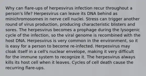 Why can flare-ups of herpesvirus infection recur throughout a person's life? Herpesvirus can leave its DNA behind as minichromosomes in nerve cell nuclei. Stress can trigger another round of virus production, producing characteristic blisters and sores. The herpesvirus becomes a prophage during the lysogenic cycle of the infection, so the viral genome is recombined with the host DNA. Herpesvirus is very common in the environment, so it is easy for a person to become re-infected. Herpesvirus may cloak itself in a cell's nuclear envelope, making it very difficult for the immune system to recognize it. The herpesvirus always kills its host cell when it leaves. Cycles of cell death cause the recurring flare-ups.