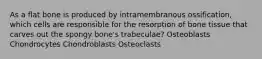 As a flat bone is produced by intramembranous ossification, which cells are responsible for the resorption of bone tissue that carves out the spongy bone's trabeculae? Osteoblasts Chondrocytes Chondroblasts Osteoclasts