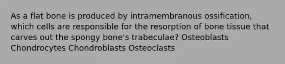 As a flat bone is produced by intramembranous ossification, which cells are responsible for the resorption of bone tissue that carves out the spongy bone's trabeculae? Osteoblasts Chondrocytes Chondroblasts Osteoclasts