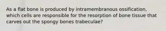 As a flat bone is produced by intramembranous ossification, which cells are responsible for the resorption of bone tissue that carves out the spongy bones trabeculae?