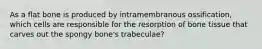 As a flat bone is produced by intramembranous ossification, which cells are responsible for the resorption of bone tissue that carves out the spongy bone's trabeculae?