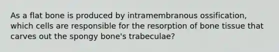 As a flat bone is produced by intramembranous ossification, which cells are responsible for the resorption of bone tissue that carves out the spongy bone's trabeculae?