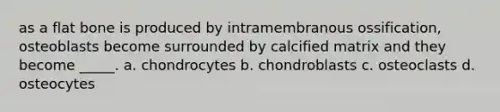 as a flat bone is produced by intramembranous ossification, osteoblasts become surrounded by calcified matrix and they become _____. a. chondrocytes b. chondroblasts c. osteoclasts d. osteocytes