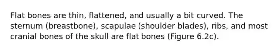 Flat bones are thin, flattened, and usually a bit curved. The sternum (breastbone), scapulae (shoulder blades), ribs, and most cranial bones of the skull are flat bones (Figure 6.2c).