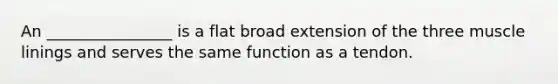 An ________________ is a flat broad extension of the three muscle linings and serves the same function as a tendon.