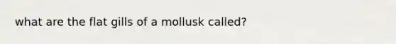 what are the flat gills of a mollusk called?