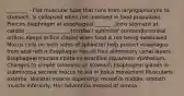 ________ - Flat muscular tube that runs from laryngopharynx to stomach, Is collapsed when not involved in food propulsion, Pierces diaphragm at esophageal ______ , Joins stomach at cardial ________ ________ (cardiac) sphincter surrounds cardial orifice, Keeps orifice closed when food is not being swallowed Mucus cells on both sides of sphincter help protect esophagus from acid reflux Esophagus has all four alimentary canal layers, Esophageal mucosa contains stratified squamous epithelium, Changes to simple columnar at stomach Esophageal glands in submucosa secrete mucus to aid in bolus movement Muscularis externa: skeletal muscle superiorly; mixed in middle; smooth muscle inferiorly, Has adventitia instead of serosa