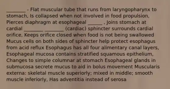 ________ - Flat muscular tube that runs from laryngopharynx to stomach, Is collapsed when not involved in food propulsion, Pierces diaphragm at esophageal ______ , Joins stomach at cardial ________ ________ (cardiac) sphincter surrounds cardial orifice, Keeps orifice closed when food is not being swallowed Mucus cells on both sides of sphincter help protect esophagus from acid reflux Esophagus has all four alimentary canal layers, Esophageal mucosa contains stratified squamous epithelium, Changes to simple columnar at stomach Esophageal glands in submucosa secrete mucus to aid in bolus movement Muscularis externa: skeletal muscle superiorly; mixed in middle; smooth muscle inferiorly, Has adventitia instead of serosa