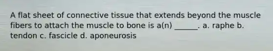 A flat sheet of <a href='https://www.questionai.com/knowledge/kYDr0DHyc8-connective-tissue' class='anchor-knowledge'>connective tissue</a> that extends beyond the muscle fibers to attach the muscle to bone is a(n) ______. a. raphe b. tendon c. fascicle d. aponeurosis