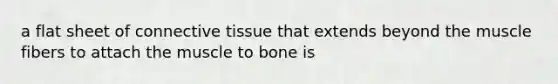 a flat sheet of connective tissue that extends beyond the muscle fibers to attach the muscle to bone is