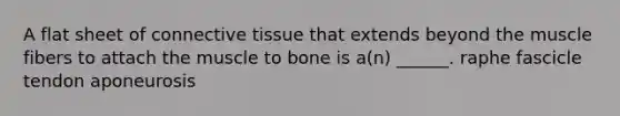 A flat sheet of connective tissue that extends beyond the muscle fibers to attach the muscle to bone is a(n) ______. raphe fascicle tendon aponeurosis