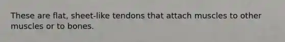 These are flat, sheet-like tendons that attach muscles to other muscles or to bones.