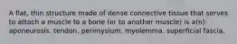 A flat, thin structure made of dense connective tissue that serves to attach a muscle to a bone (or to another muscle) is a(n): aponeurosis. tendon. perimysium. myolemma. superficial fascia.