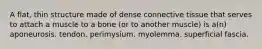 A flat, thin structure made of dense connective tissue that serves to attach a muscle to a bone (or to another muscle) is a(n) aponeurosis. tendon. perimysium. myolemma. superficial fascia.