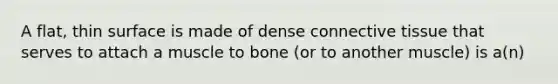 A flat, thin surface is made of dense connective tissue that serves to attach a muscle to bone (or to another muscle) is a(n)