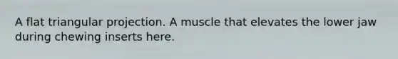 A flat triangular projection. A muscle that elevates the lower jaw during chewing inserts here.