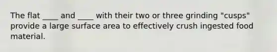 The flat ____ and ____ with their two or three grinding "cusps" provide a large <a href='https://www.questionai.com/knowledge/kEtsSAPENL-surface-area' class='anchor-knowledge'>surface area</a> to effectively crush ingested food material.