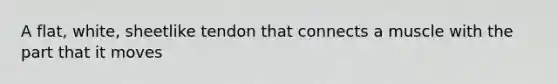 A flat, white, sheetlike tendon that connects a muscle with the part that it moves