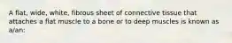 A flat, wide, white, fibrous sheet of connective tissue that attaches a flat muscle to a bone or to deep muscles is known as a/an: