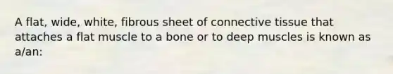 A flat, wide, white, fibrous sheet of connective tissue that attaches a flat muscle to a bone or to deep muscles is known as a/an: